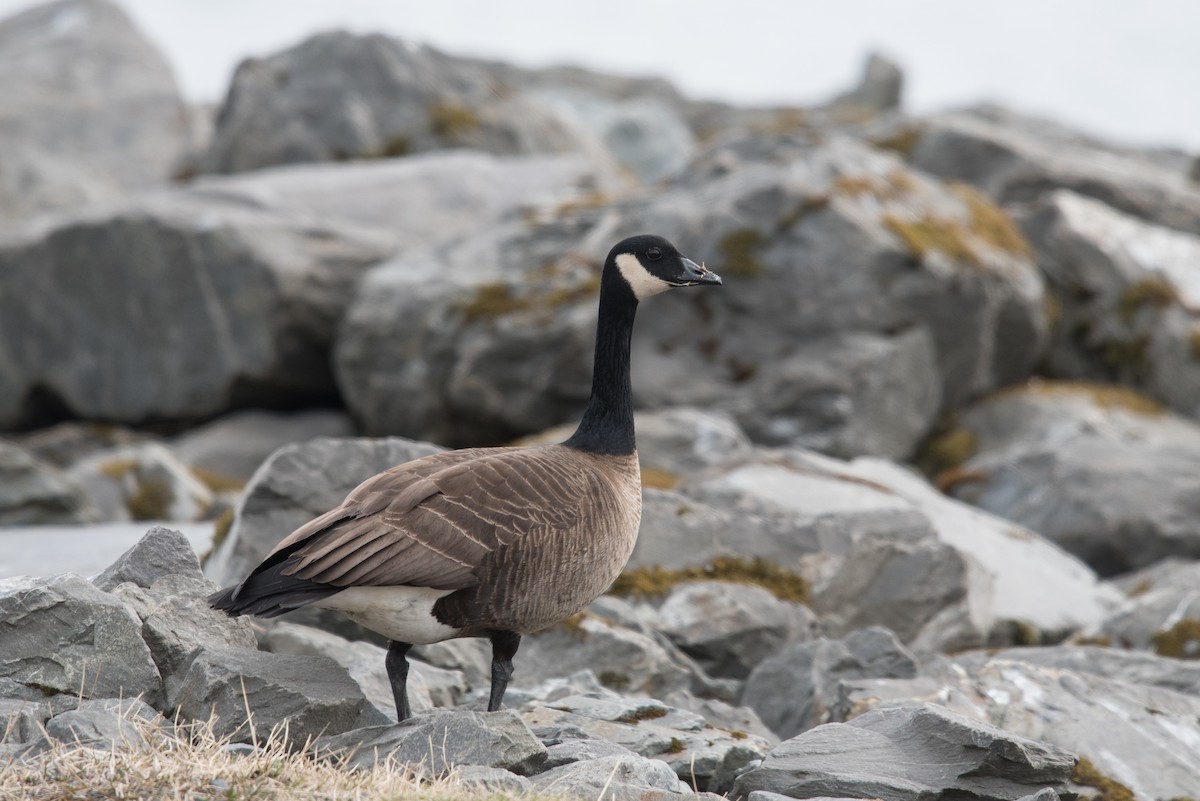 Canada Goose (occidentalis/fulva) - Aaron Lang