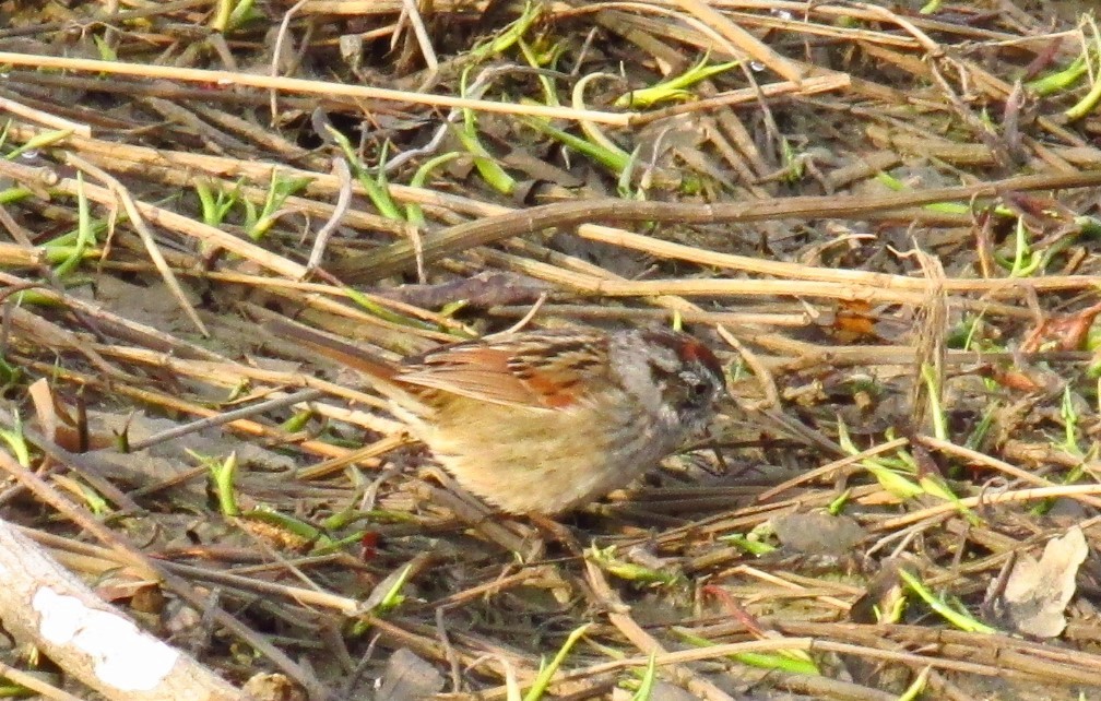 Swamp Sparrow - Charlie Barnard Jr.