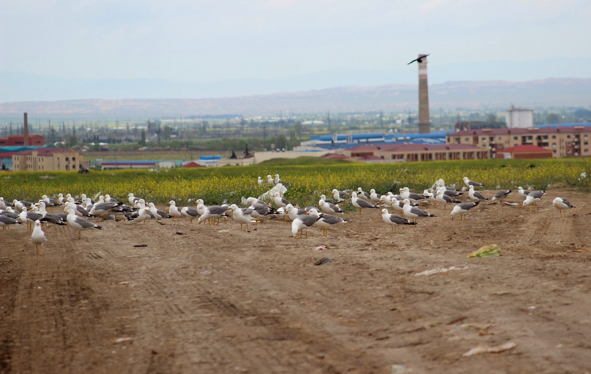 Армянская чайка - ML95847391