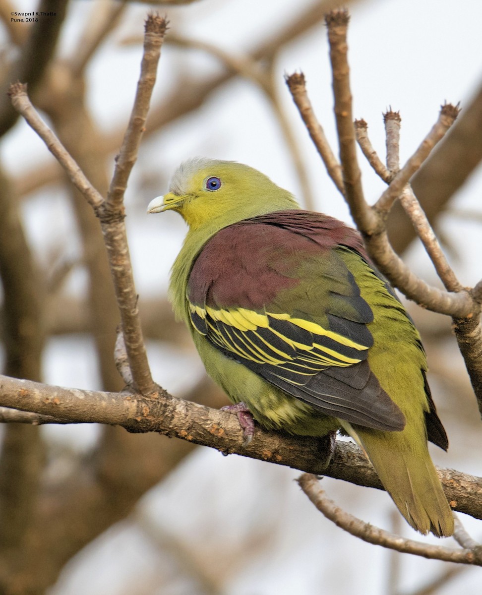 Gray-fronted Green-Pigeon - Swapnil Thatte