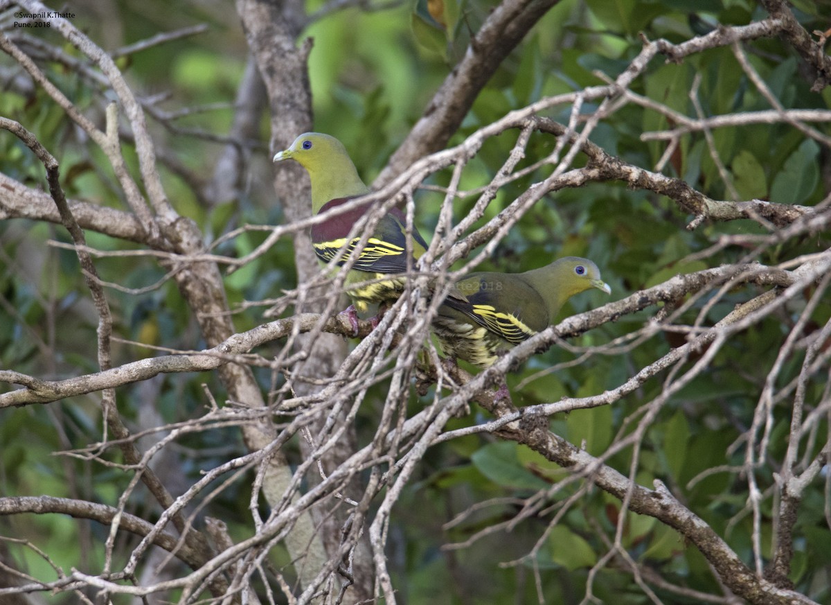 Gray-fronted Green-Pigeon - ML95854531