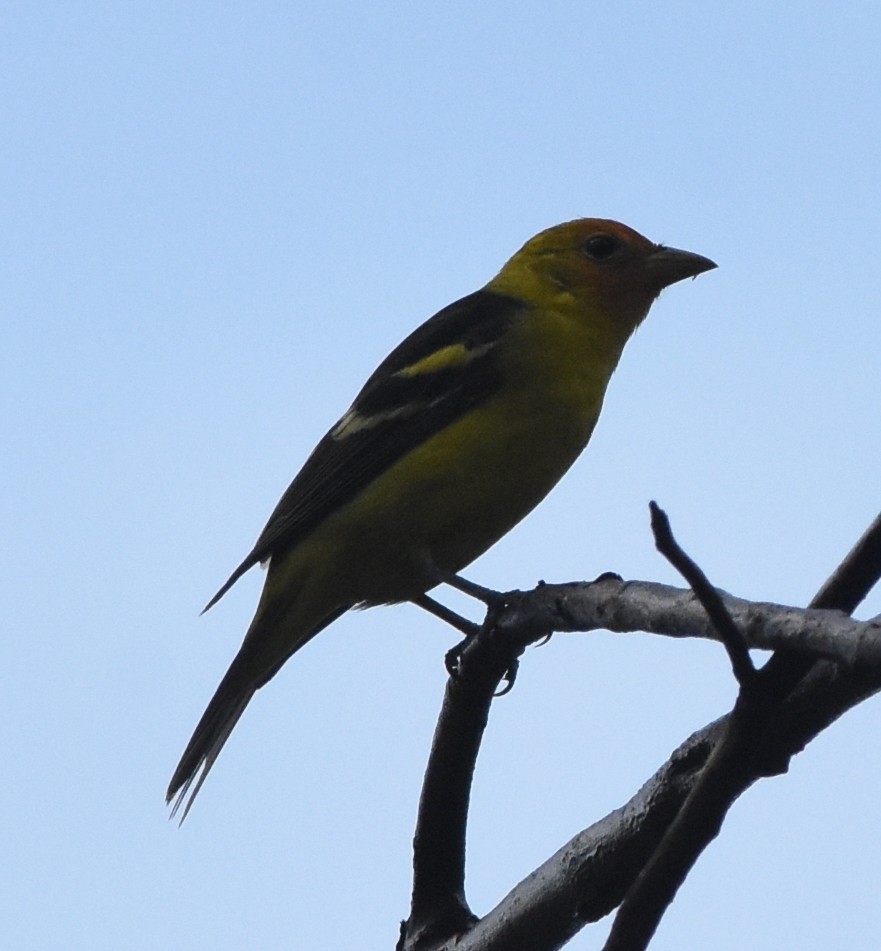 Western Tanager - ML95854941