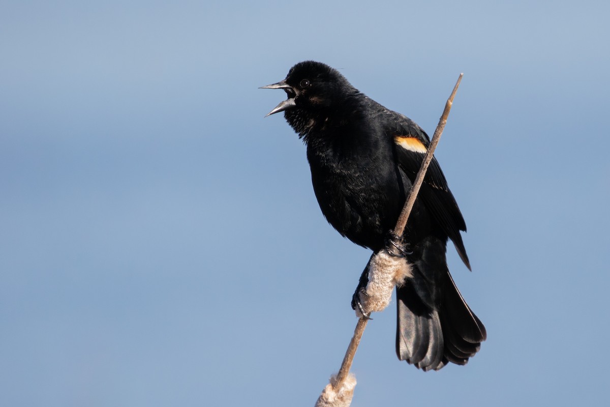 Red-winged Blackbird (Red-winged) - ML95857151