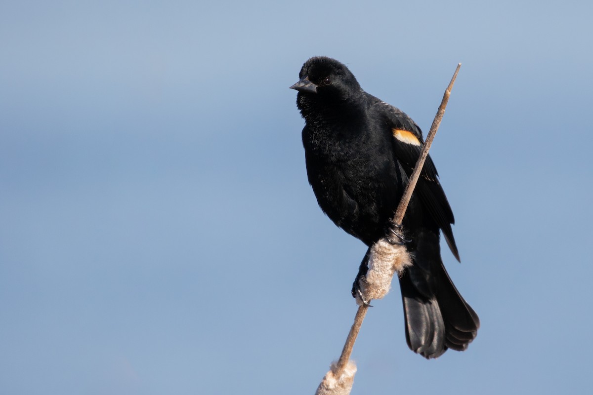 Red-winged Blackbird (Red-winged) - ML95857181