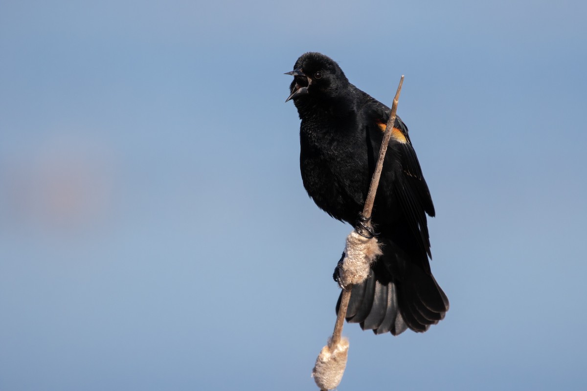 Red-winged Blackbird (Red-winged) - ML95857221