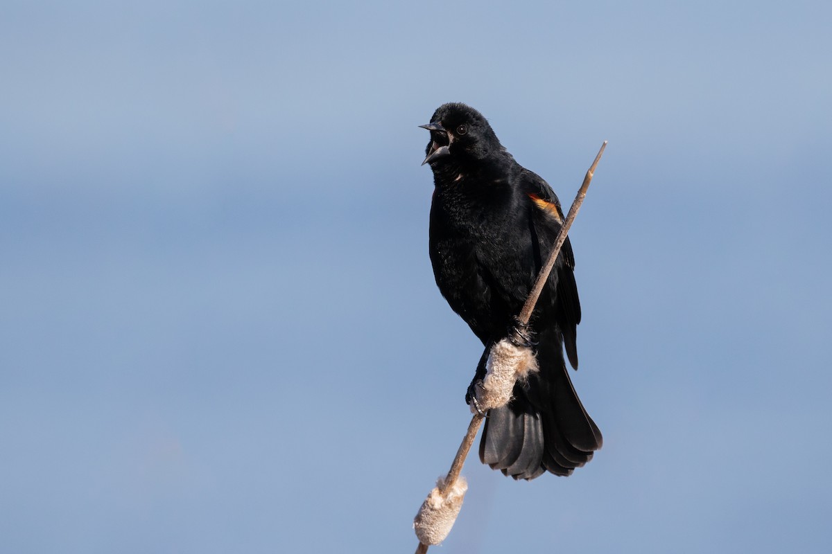 Red-winged Blackbird (Red-winged) - ML95857231