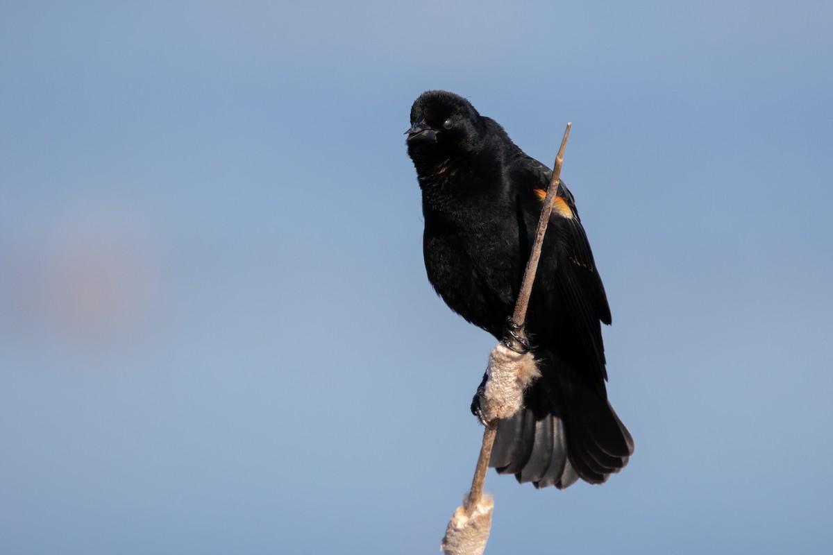 Red-winged Blackbird (Red-winged) - ML95857241