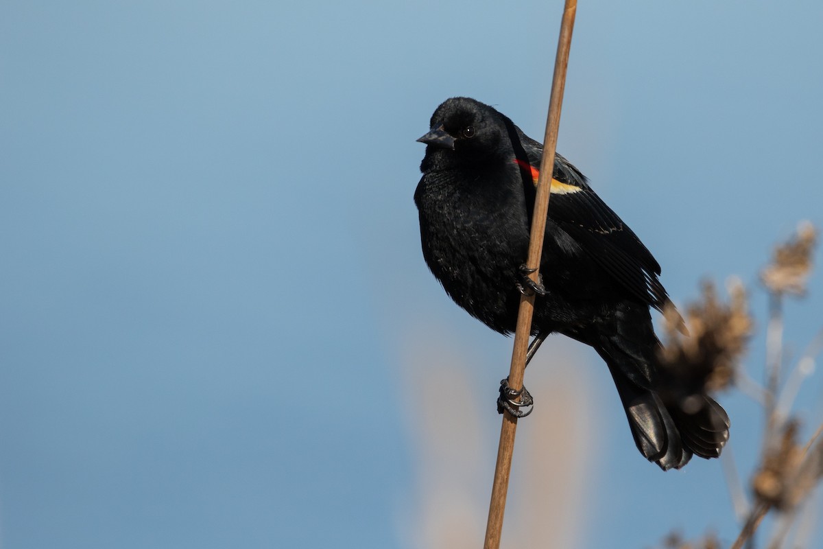 Red-winged Blackbird (Red-winged) - ML95857261