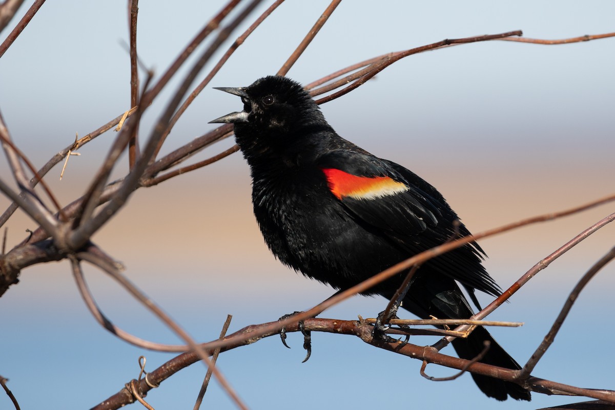 Red-winged Blackbird (Red-winged) - ML95857281