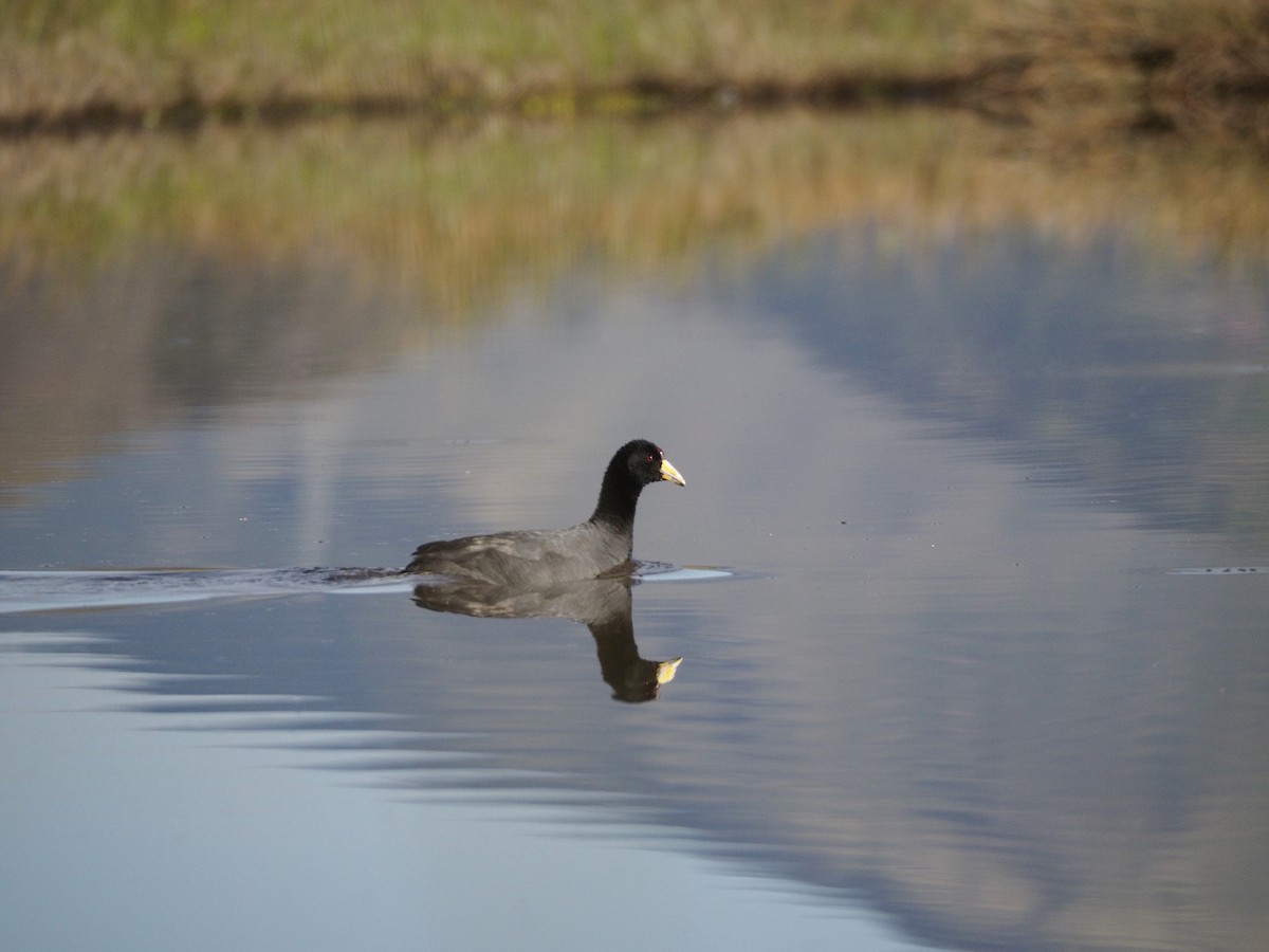 Slate-colored Coot - mark smith