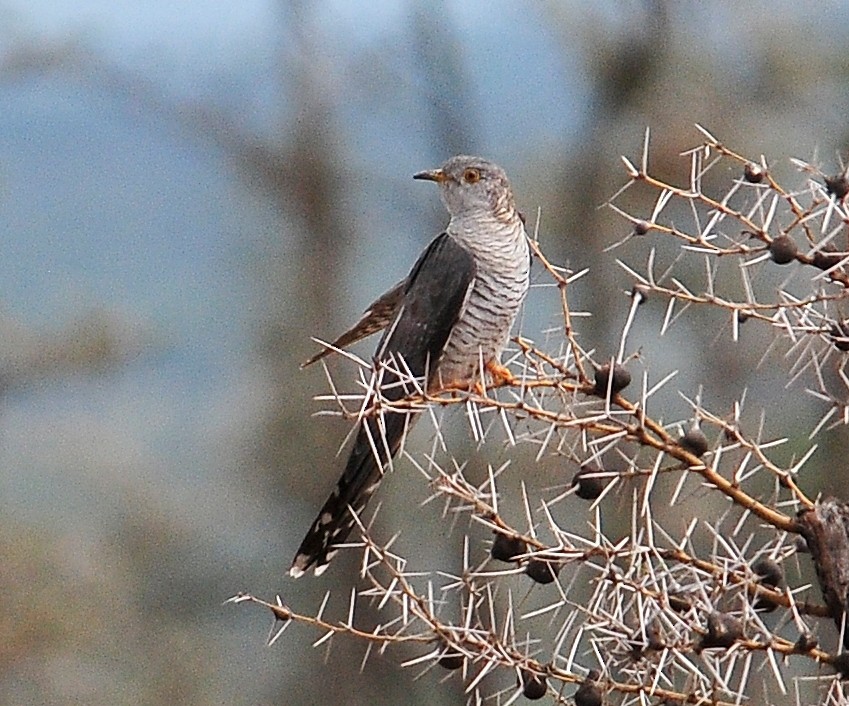 Common Cuckoo - Kurt Hennige