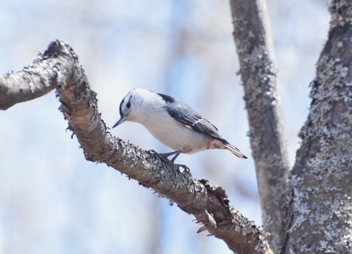 White-breasted Nuthatch - James  Heuschkel