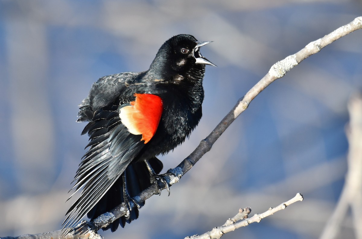Red-winged Blackbird - André Lanouette