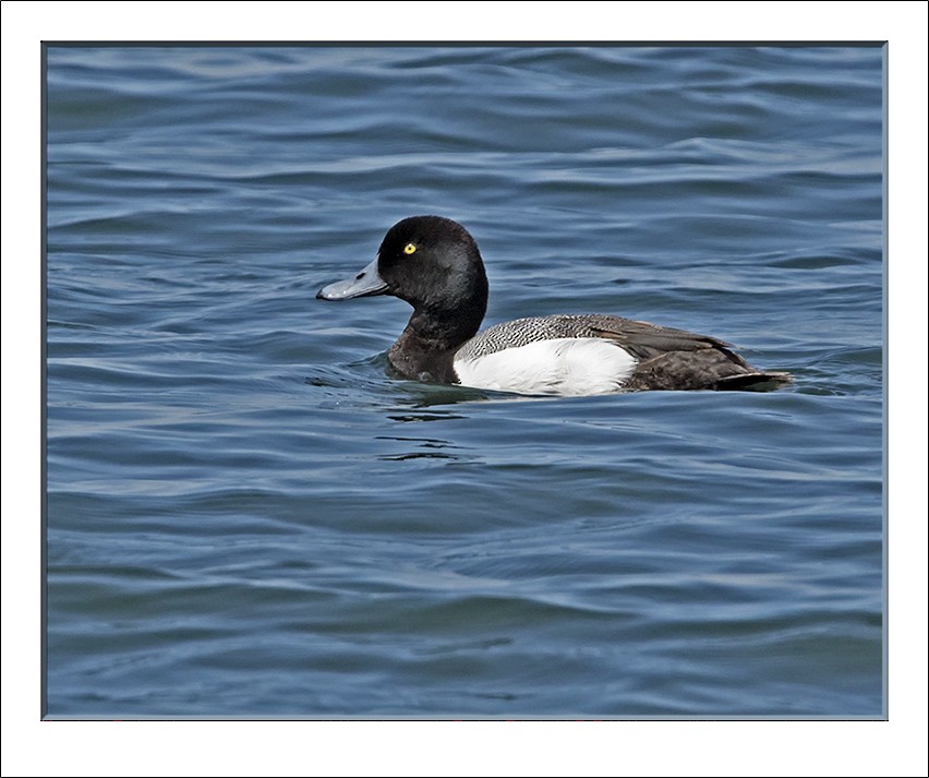 Greater Scaup - ML95863651