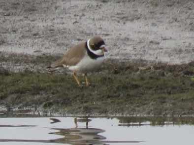 Semipalmated Plover - ML95863981