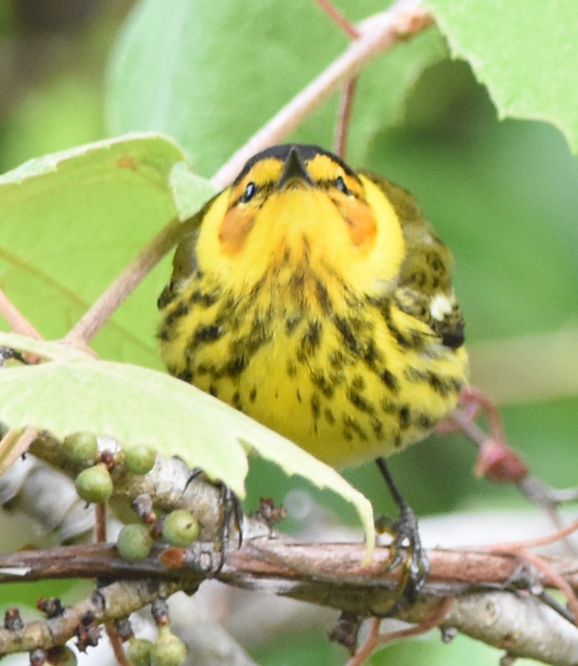 Cape May Warbler - ML95864761