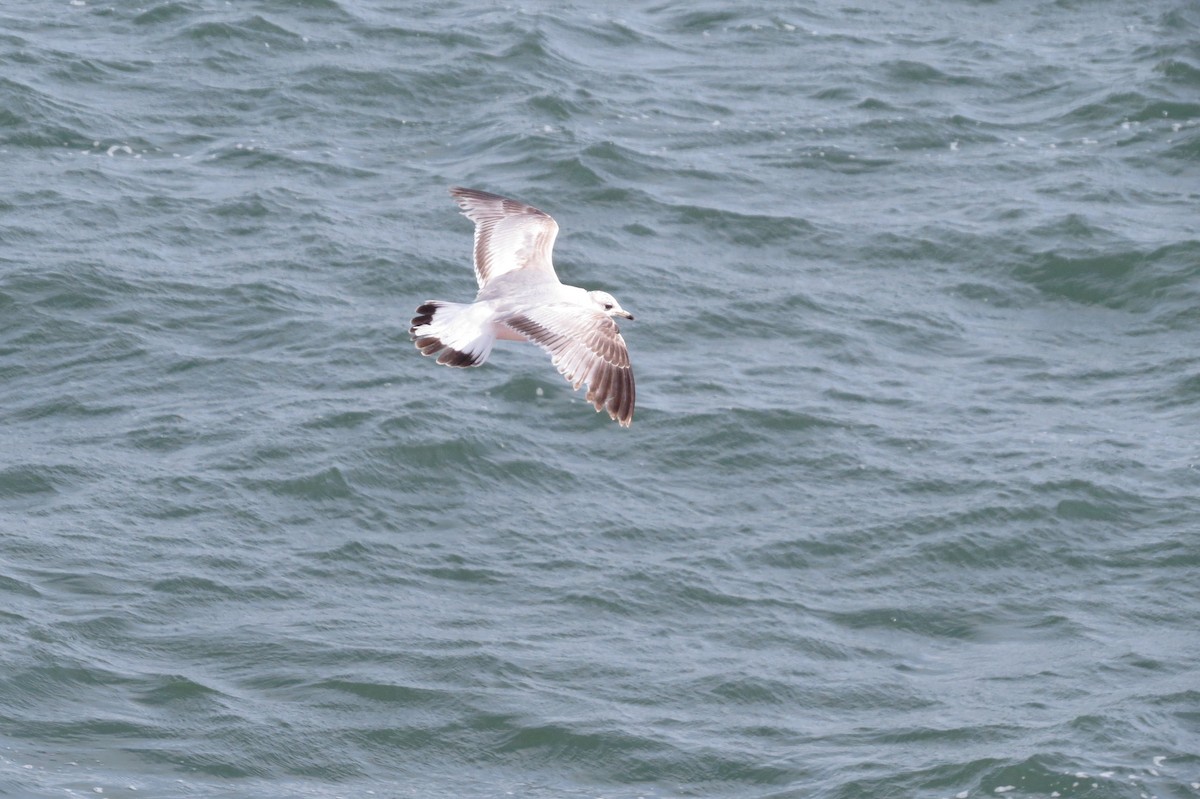 Common Gull - Stuart MacKay