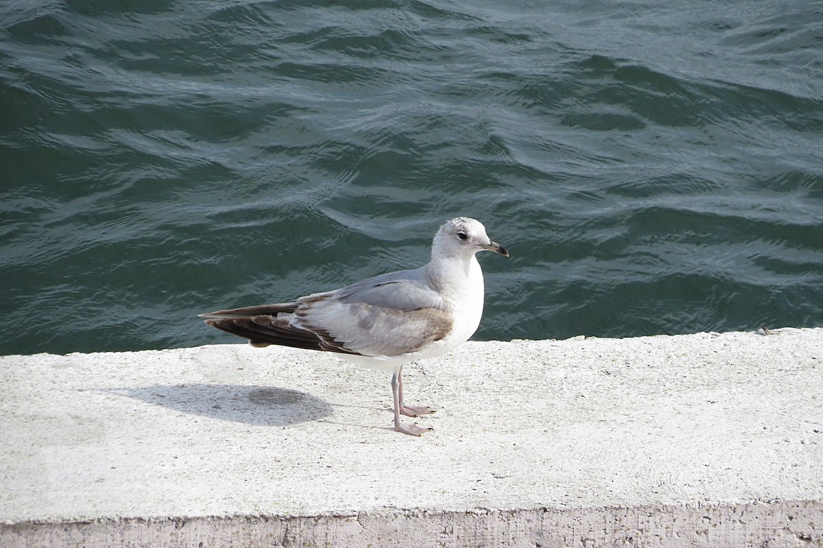 Common Gull - Stuart MacKay