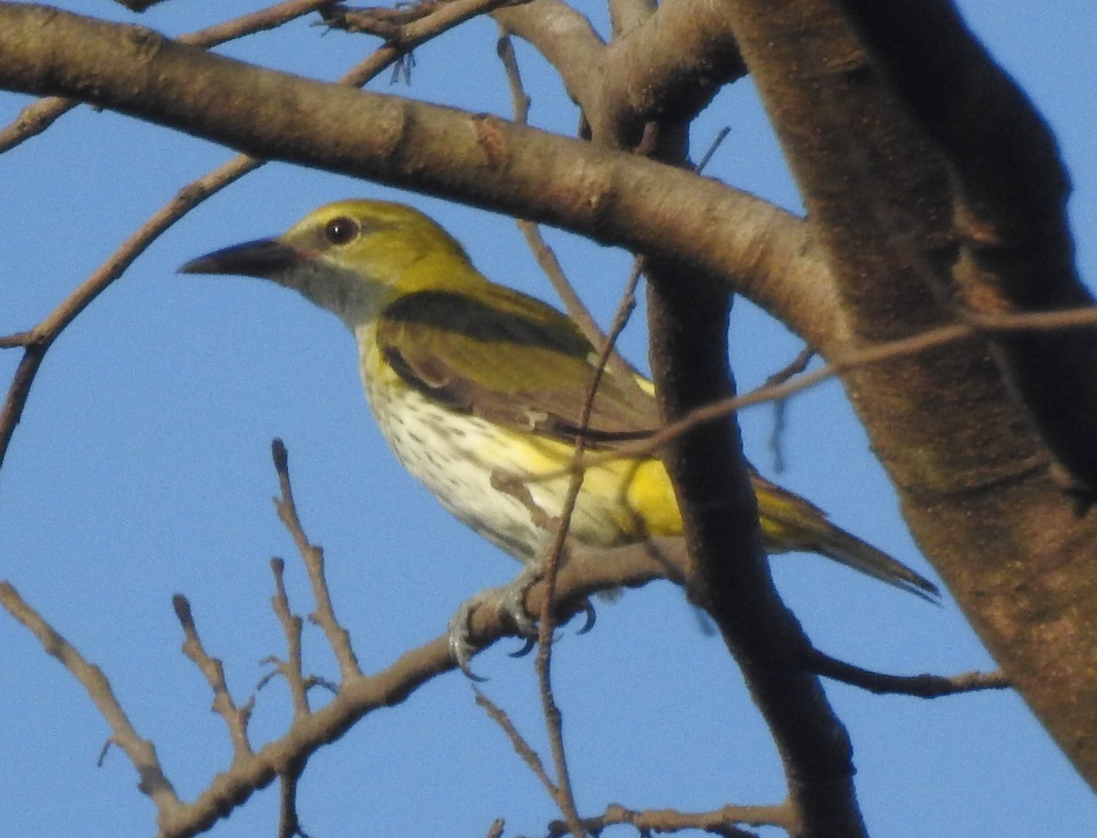 Indian Golden Oriole - ML95868851