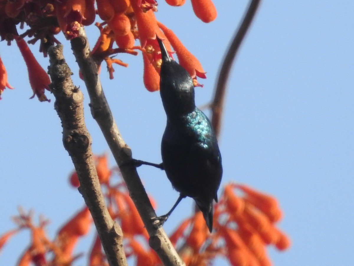 Purple Sunbird - Kalpesh Gaitonde