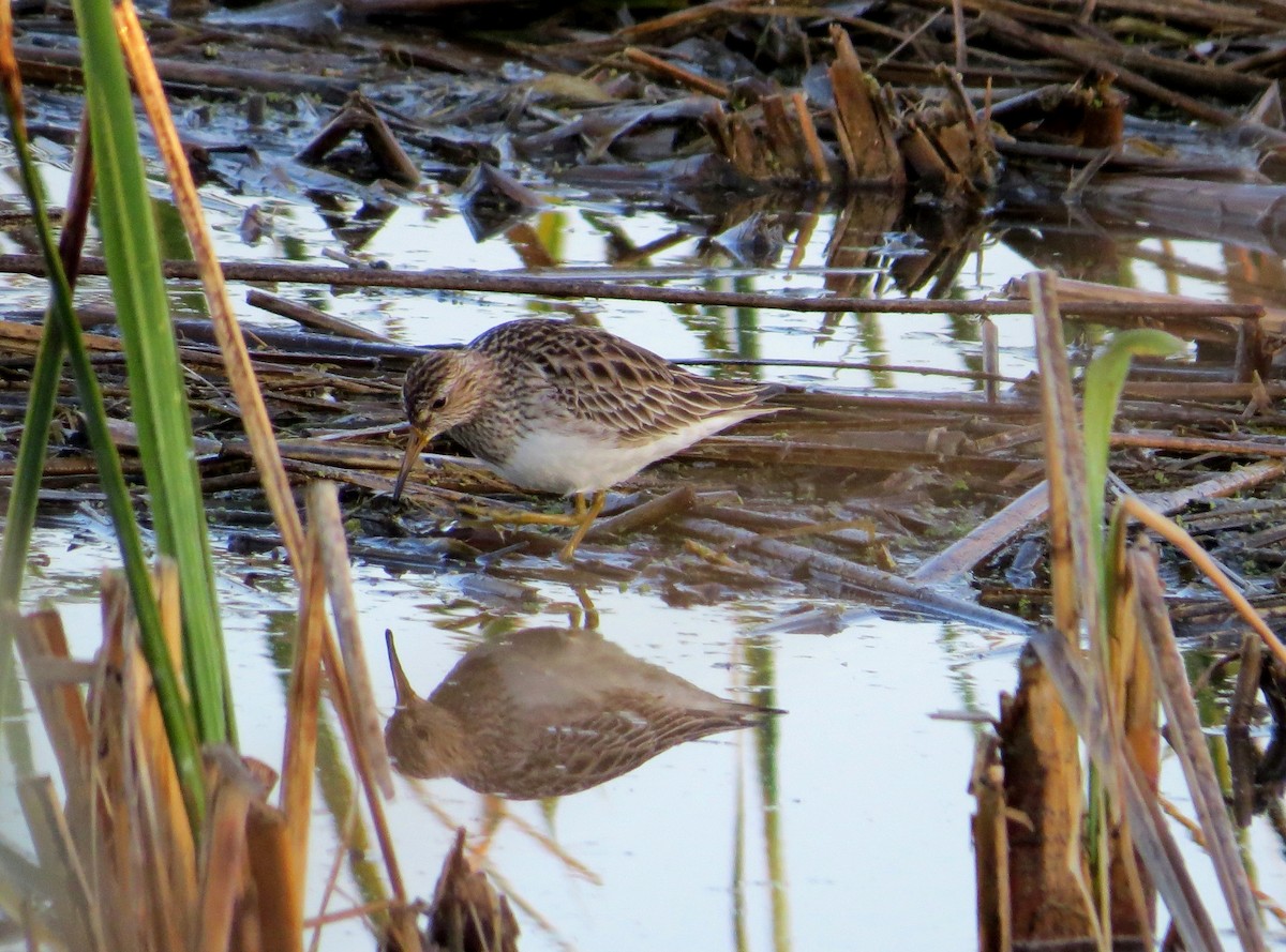 Pectoral Sandpiper - Lois Stacey