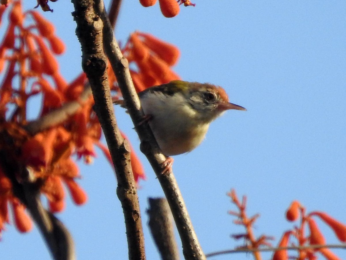 Common Tailorbird - Kalpesh Gaitonde