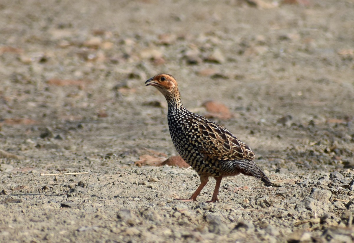 Painted Francolin - ML95869331