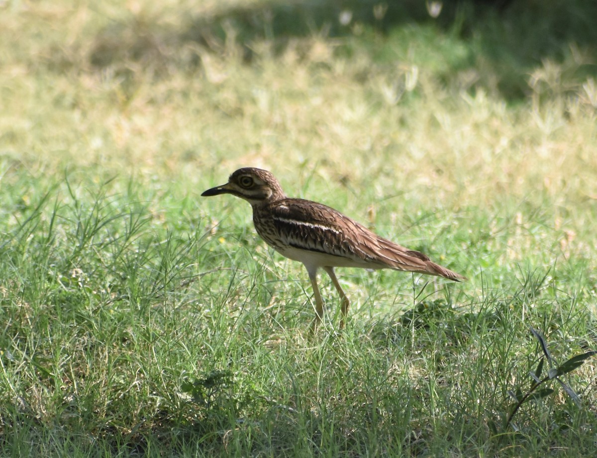 Indian Thick-knee - ML95869461