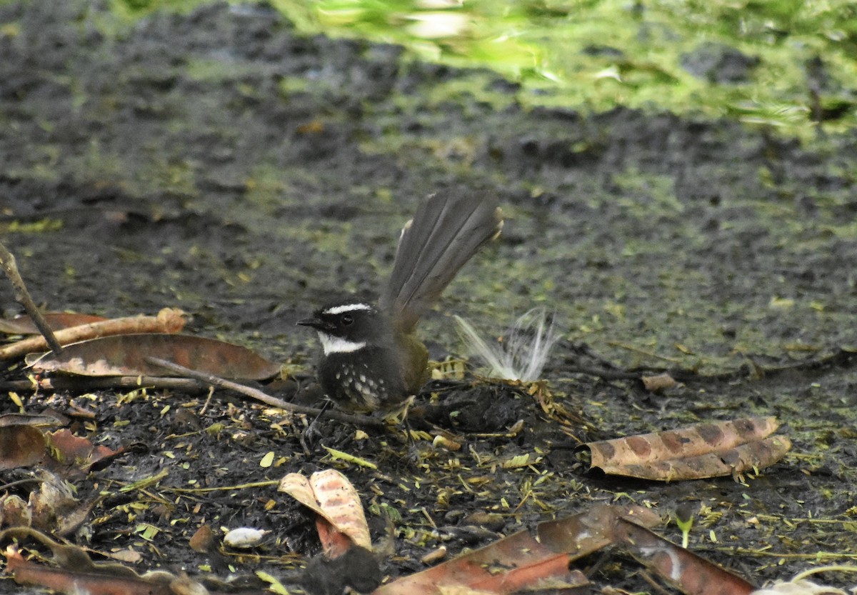 Spot-breasted Fantail - ML95869641