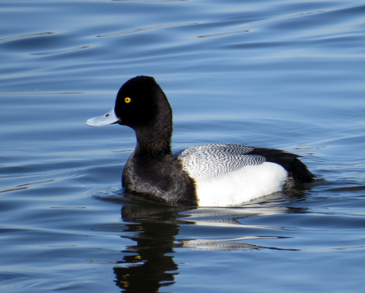 Lesser Scaup - Pam Campbell
