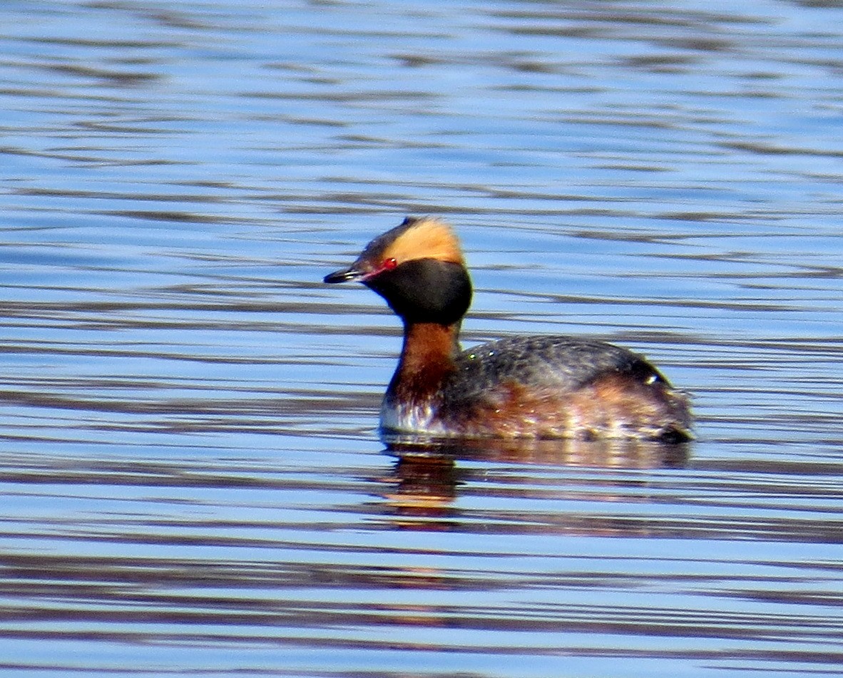 Horned Grebe - Pam Campbell