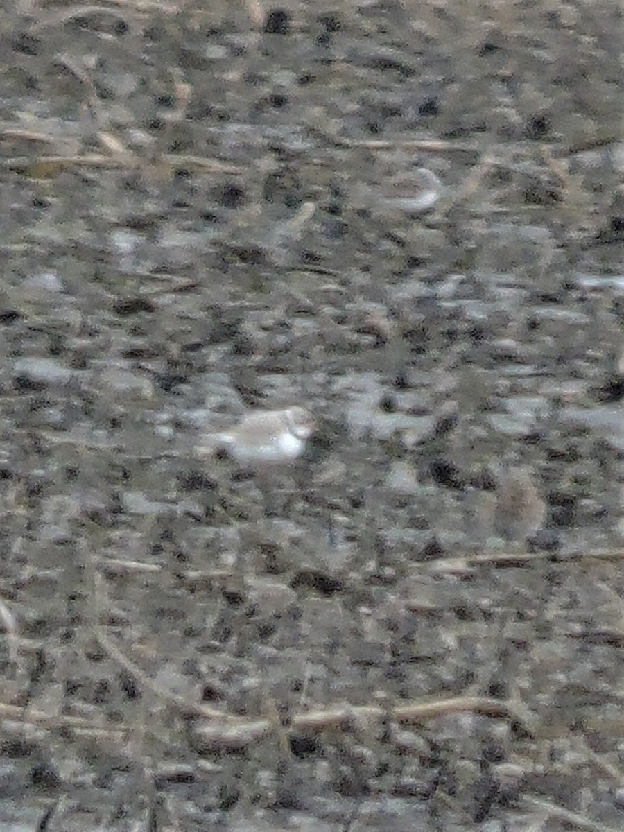 Piping Plover - ML95873211