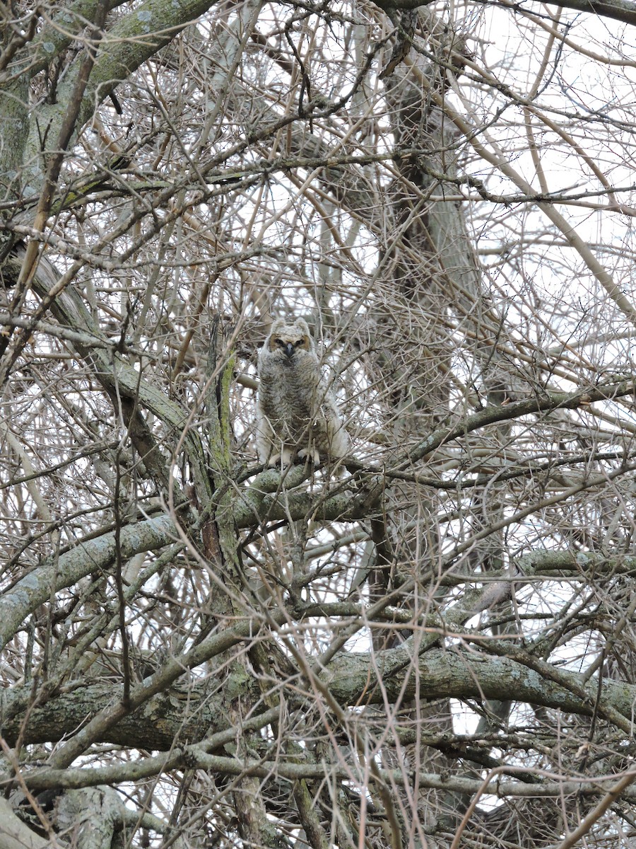 Great Horned Owl - ML95873561