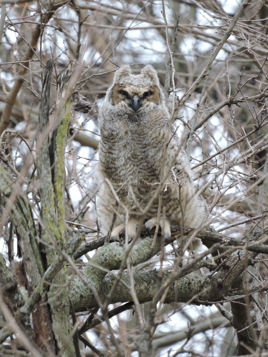 Great Horned Owl - ML95873591