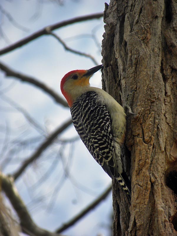 Red-bellied Woodpecker - David Zmoda