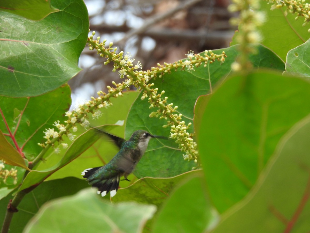 Ruby-throated Hummingbird - Bruce Hoover