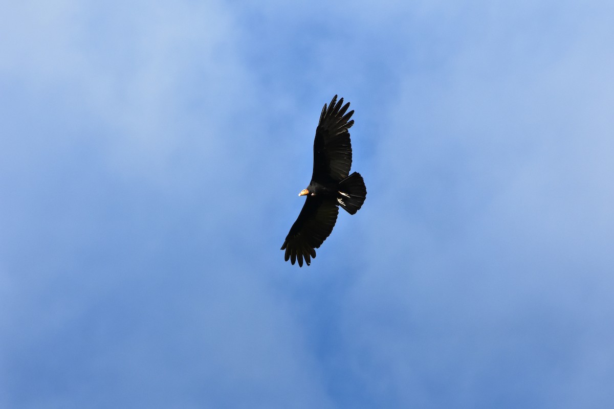 Turkey Vulture - camilo vargas
