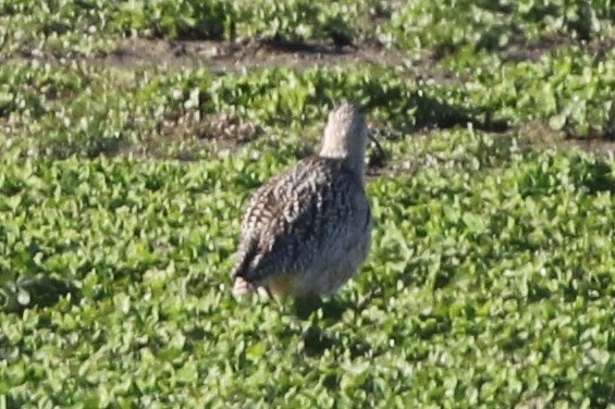 Long-billed Curlew - Thomas Gilg