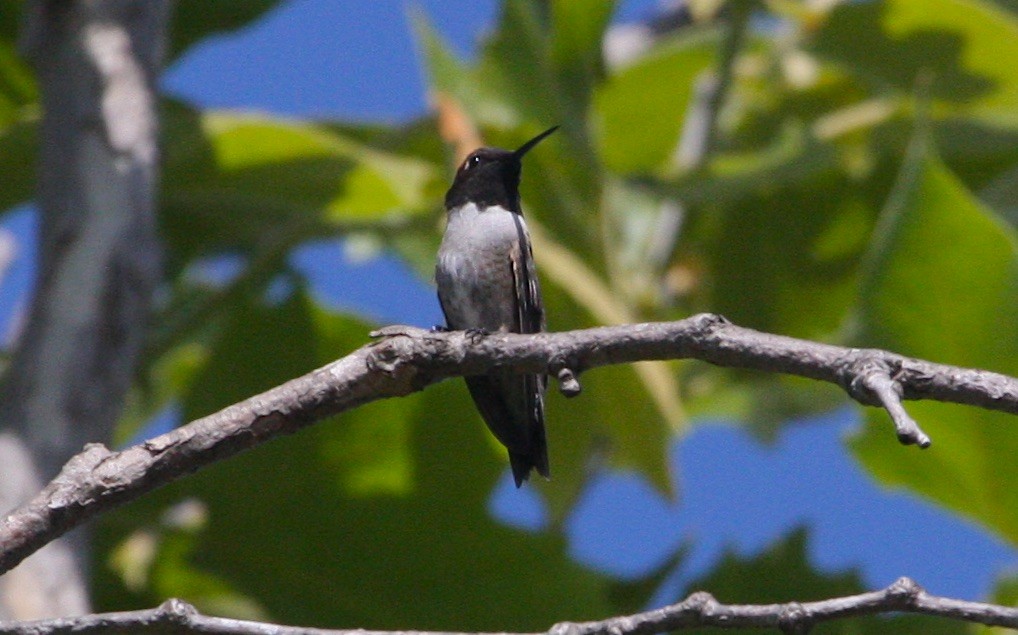 Black-chinned Hummingbird - ML95878961