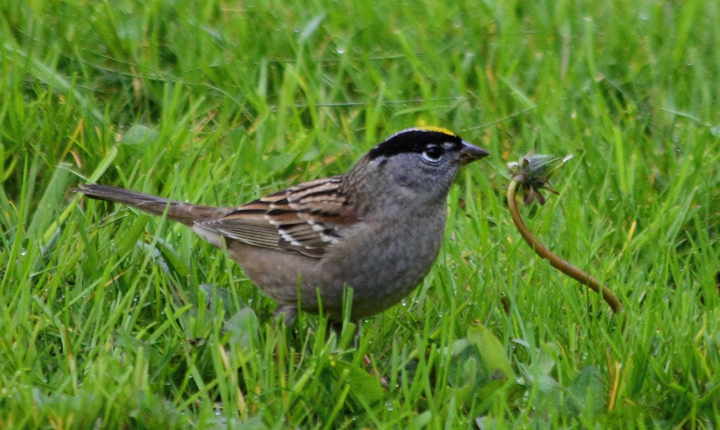 Golden-crowned Sparrow - ML95879111