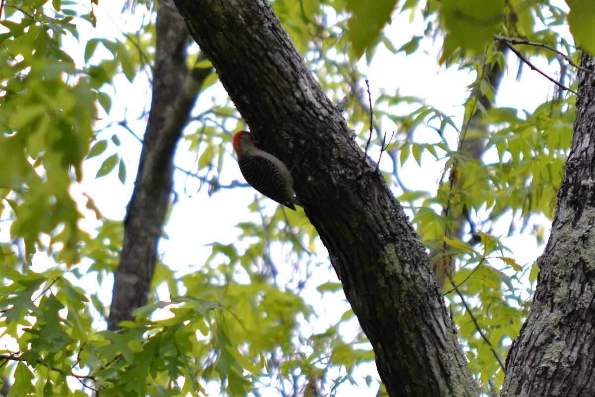 Red-bellied Woodpecker - Andrew Lydeard