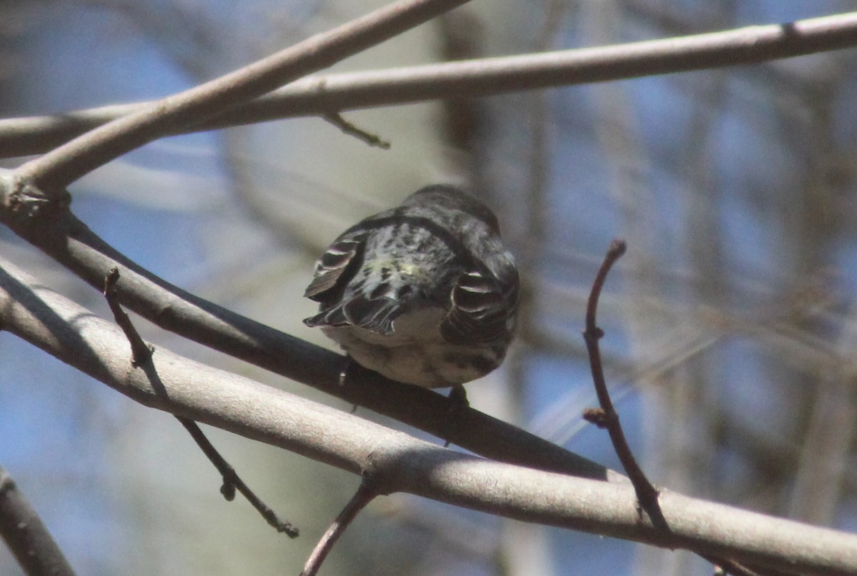 Yellow-rumped x Yellow-throated Warbler (hybrid) - Tom Smith