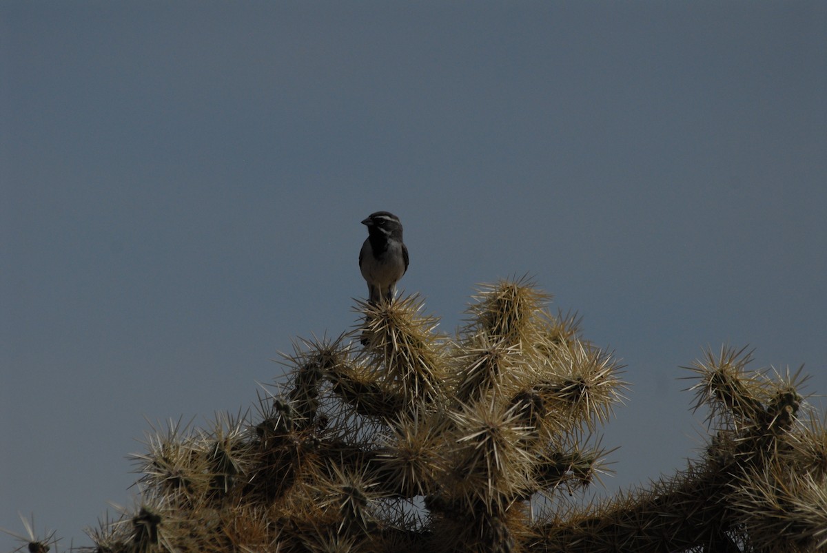 Black-throated Sparrow - James Jarosz