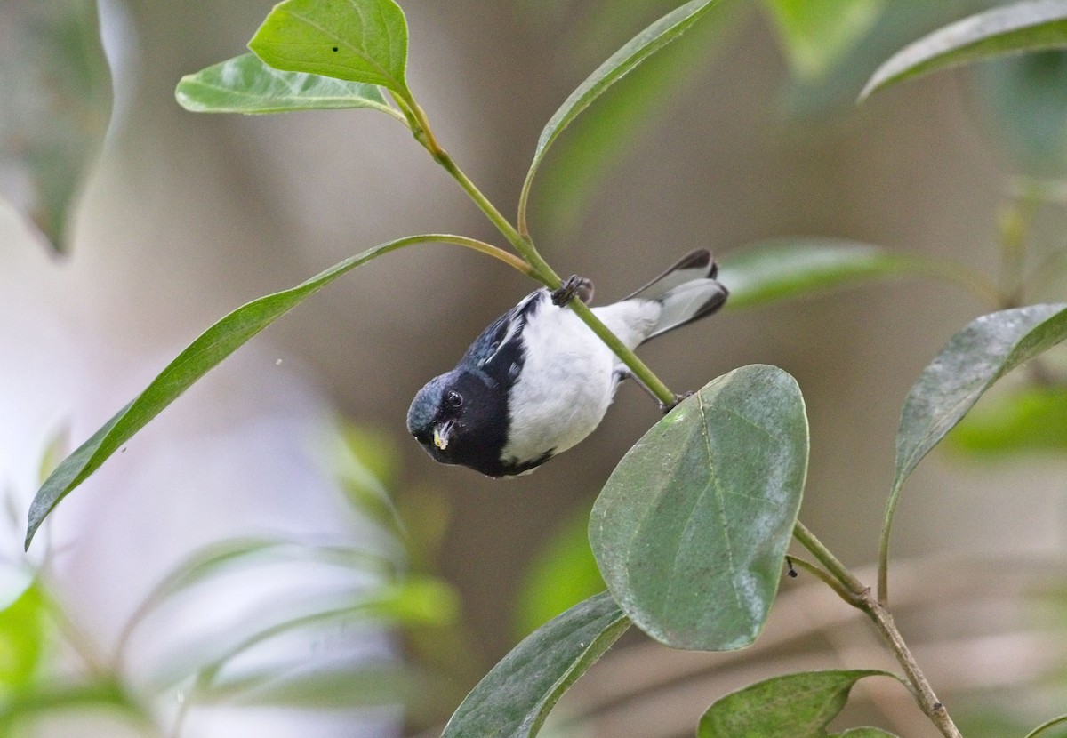 Black-throated Blue Warbler - george quittner