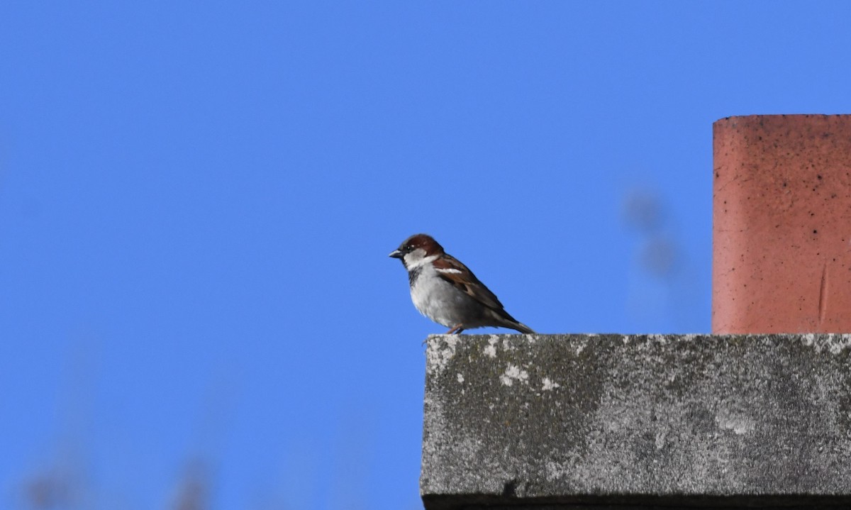 House Sparrow - Barry Blust