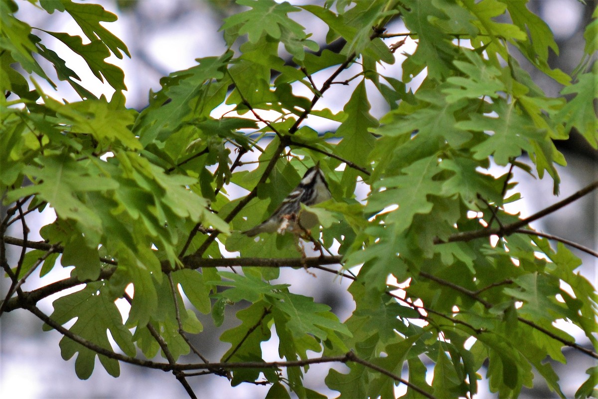 Blackpoll Warbler - Andrew Lydeard
