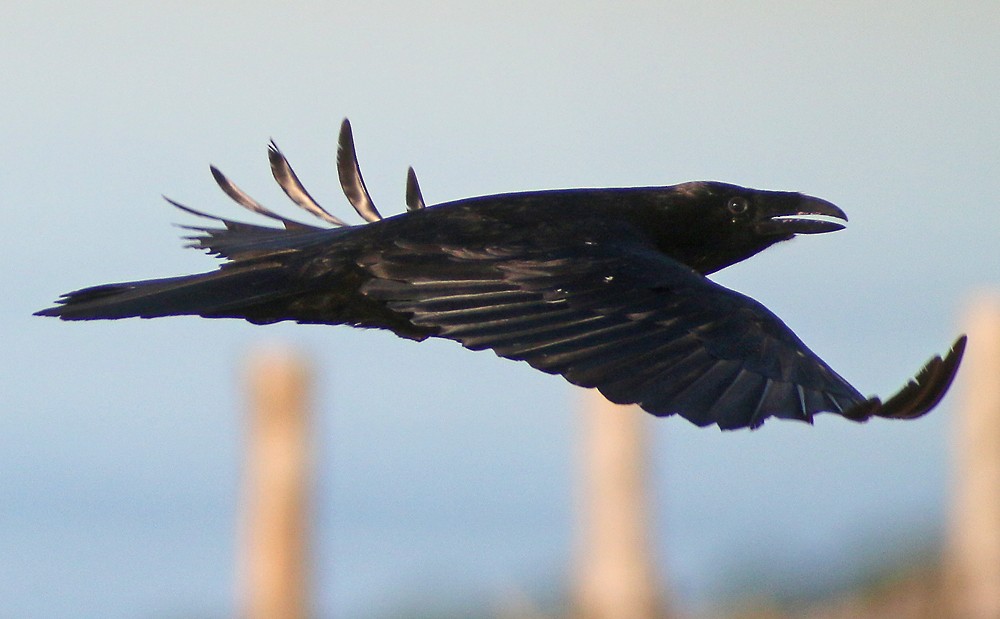 Common Raven - ML95888081