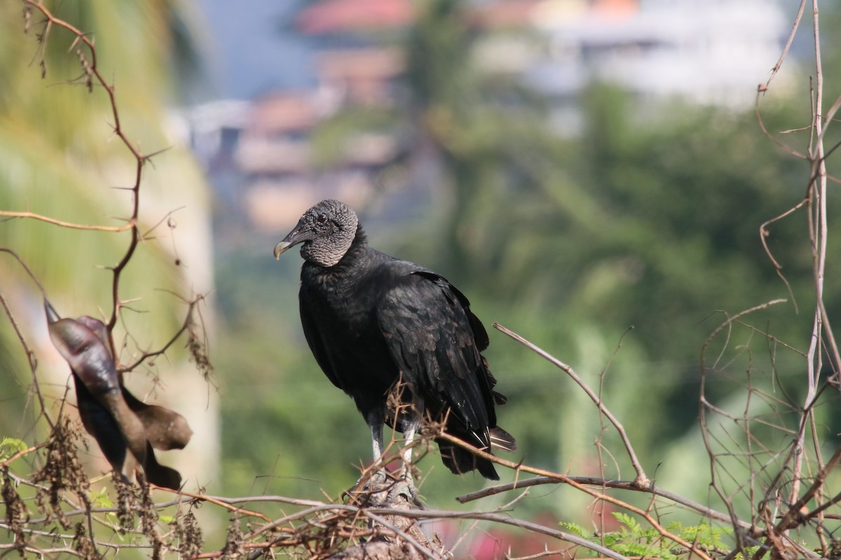 Black Vulture - Robert Holland