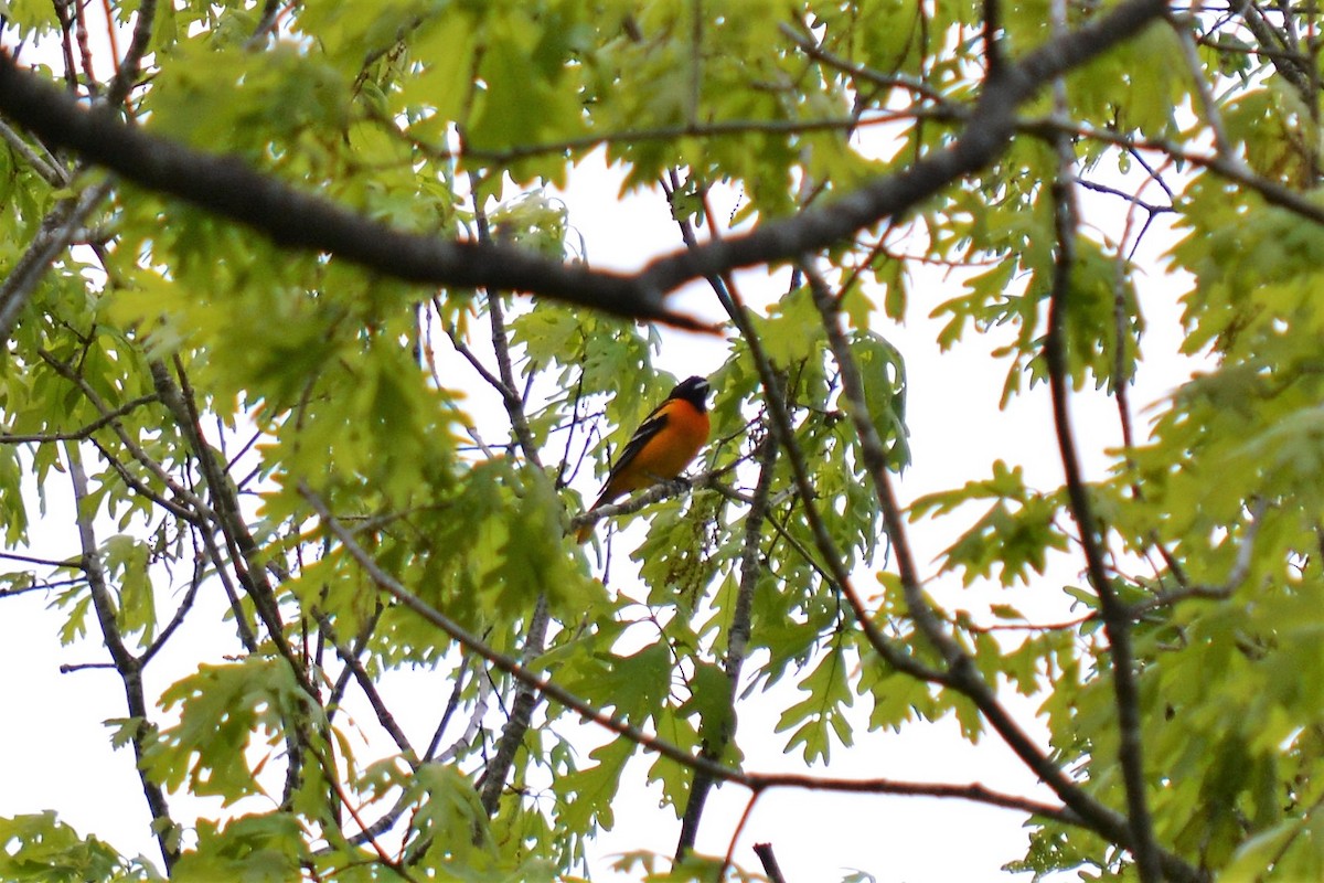Baltimore Oriole - Andrew Lydeard