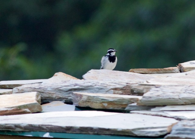 African Pied Wagtail - ML95891671